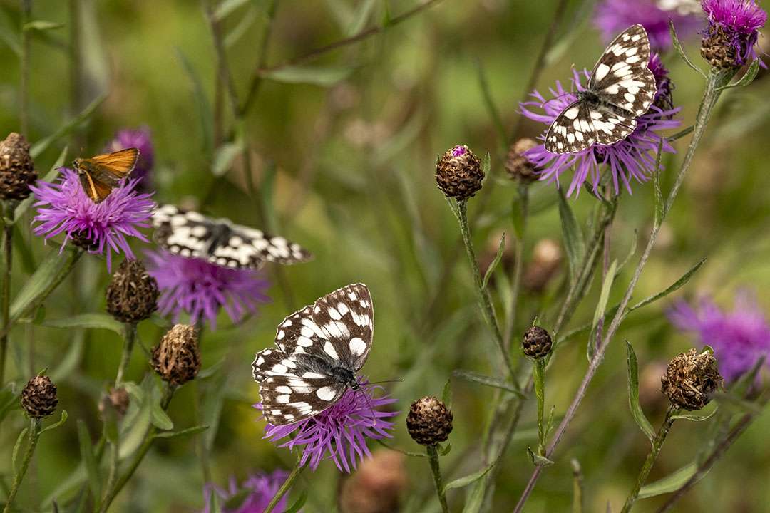 Traumatherapie &ndash; Gewinnen Sie Ihre Lebensfreude zur&uuml;ck