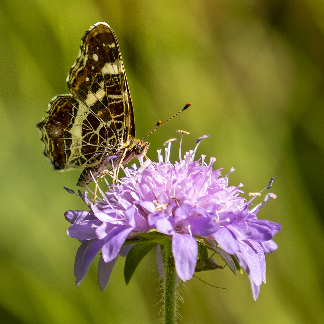 Zen-Kommunikation Seminar