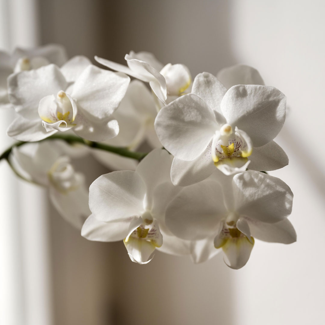 Was bewirken Shiatsu und Sei-Ki?